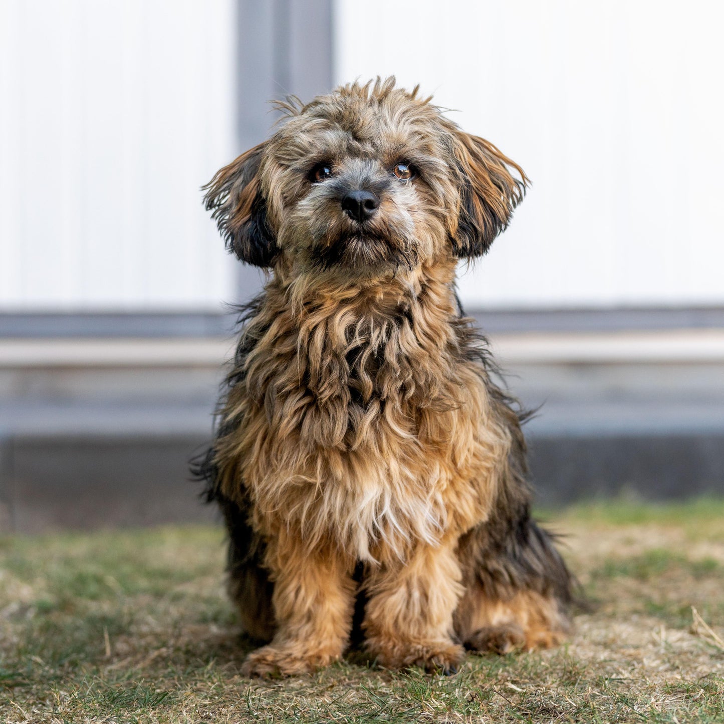 Brown and black shaggy dog standing on grass with a blurred background