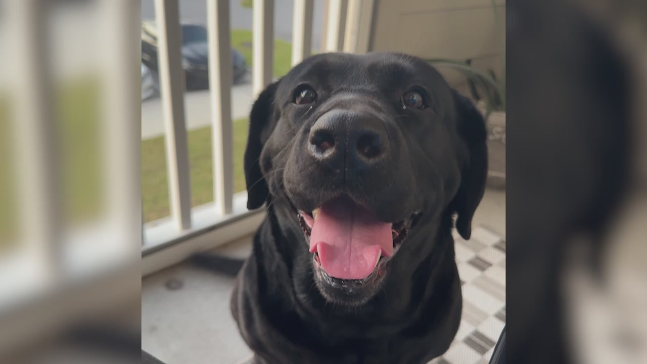 Load video: We make magic with your pet's photo!